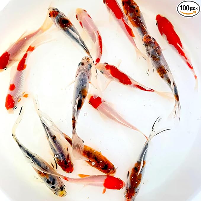 Toledo Goldfish Live Shubunkin and Sarasa Goldfish Combo, Live Fish with a Variety of Colors and Patterns - Perfect for Ponds, Tanks, and Aquariums - 3-4 Inches, 50 of Each, 100 Total Count