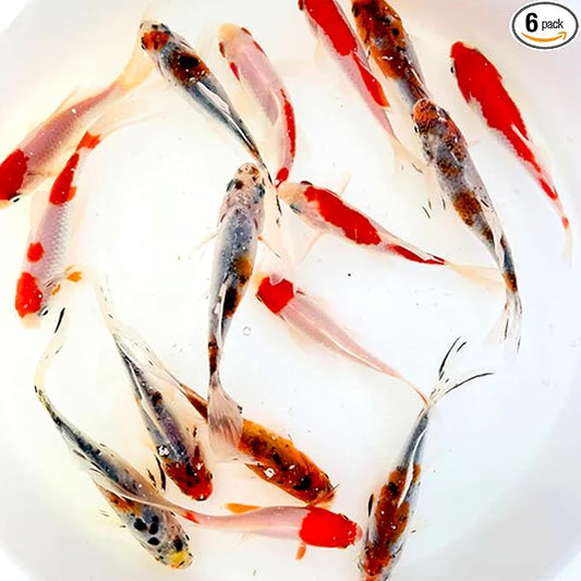 Toledo Goldfish Live Shubunkin and Sarasa Goldfish Combo, Live Fish with a Variety of Colors and Patterns - Perfect for Ponds, Tanks, and Aquariums - 5-6 Inches, 3 of Each, 6 Total Count