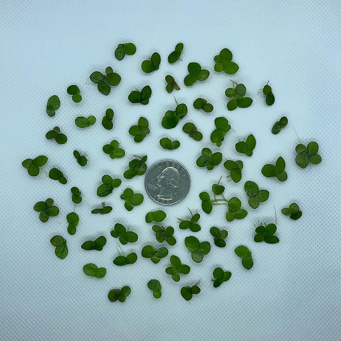 60+ Giant Duckweed (+Mystery Plant) Live Aquatic Floating Plant for Aquarium (spirodela polyrhiza) by Aquarigram