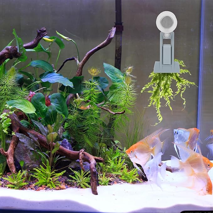 Magnetic Seaweed Feeder Clip, Plastic Algae Feeding Clip Saltwater Automatic Fish Feeding Ring Fish Aquarium Accessories for Aquatic Pets