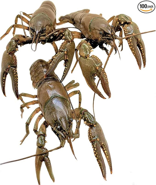 Toledo Goldfish Crayfish: Live Crawdads Perfect for Stocking Ponds or Aquariums - 10 Count