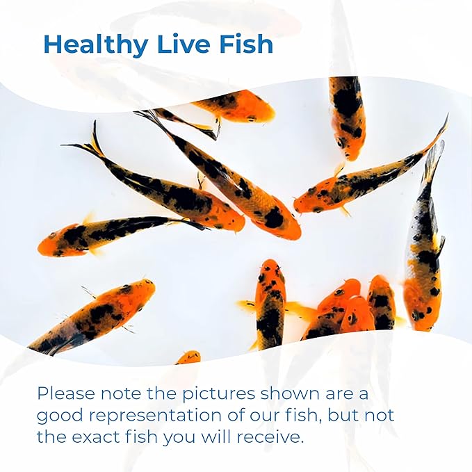 Toledo Goldfish Live Red & Black Colored Standard Fin Koi, Beautiful Live Fish Perfect for Ponds, Tanks, and Aquariums – 5-6 Inches, 5 Count
