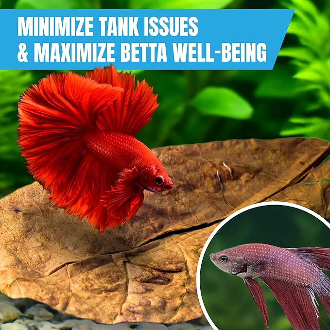 JOR 25 Pack Large Catappa Indian Almond Leaves for Bettas, 7-9 Inches, Effortless Water Conditioning, Great Values, Help Bettas and Tropical Fish Thrive