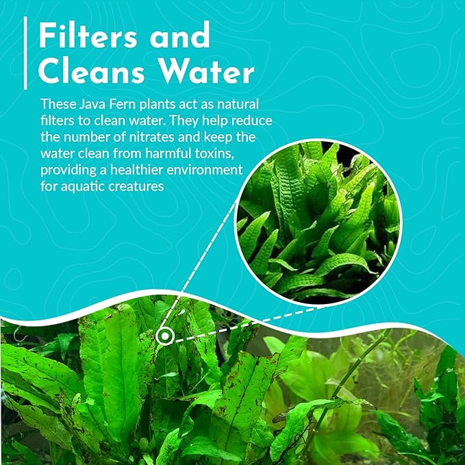 Live Aquarium Plants - Java Fern Mat, Large Microsorum Pteropus, Tall Fresh Water Aquarium Plants for Aquariums, Java Fern Live Plants, Aquarium Plants Live