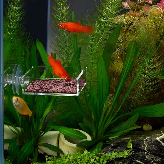 Shrimp Feeding Dish Square Fish Tank Feeding Bowl Clear Acrylic Aquarium Feeder Bowl with Suction Cup