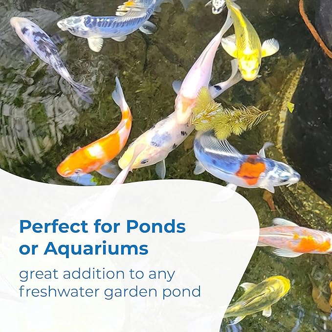 Toledo Goldfish Live Sunshine Yellow Koi, Mix of Standard or Butterfly Fin Species, Perfect for Ponds, Tanks, and Aquariums - 4-5 Inches, 5 Count