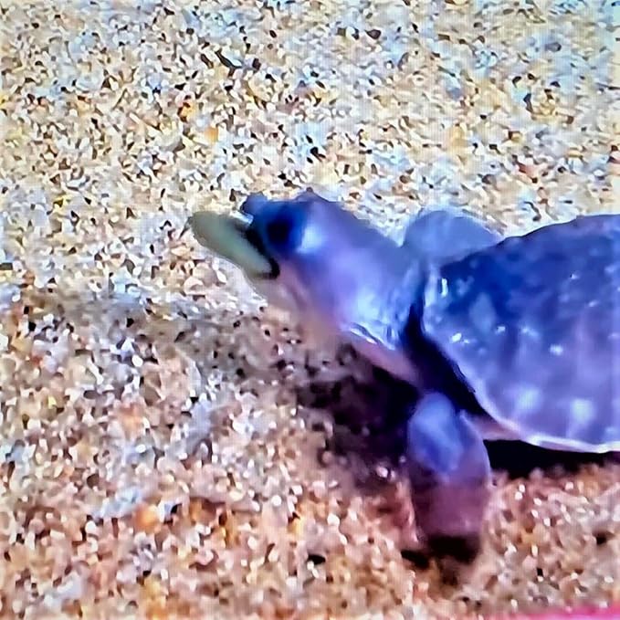 Aquatic Foods Ultra Multi-Worm 12mm - 1/2'' Sinking Wafers of 6-Types of Worms. Ideal for Bottom Fish, Plecos, Shrimp, Snails, Crayfish, All Herbivorous & Omnivorous Tropical Fish...2-lbs
