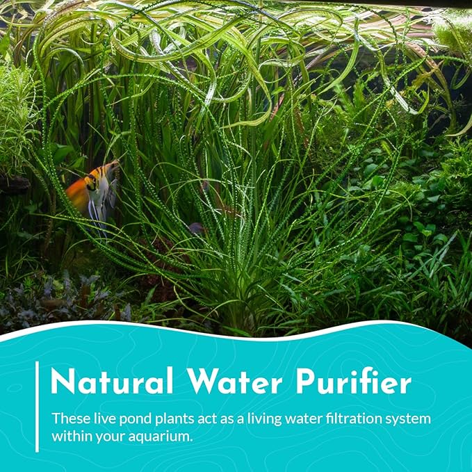 Live Aquarium Crinum Calamistratum Plant - Improve Water Quality - Promotes Aquatic Breeding - Fast Growth, Long Lasting & Easy to Care - 1 Crinum Calamistratum Plant, Green