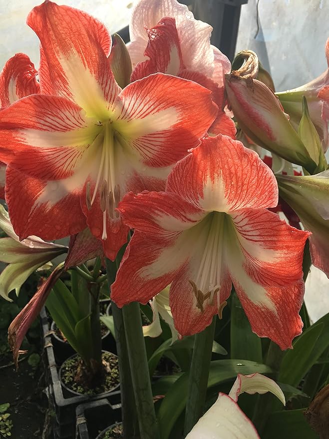 2 Amaryllis Minerva Huge Bulb 28-36cm! Great Holiday Gift! Easy Grow Bulbs!