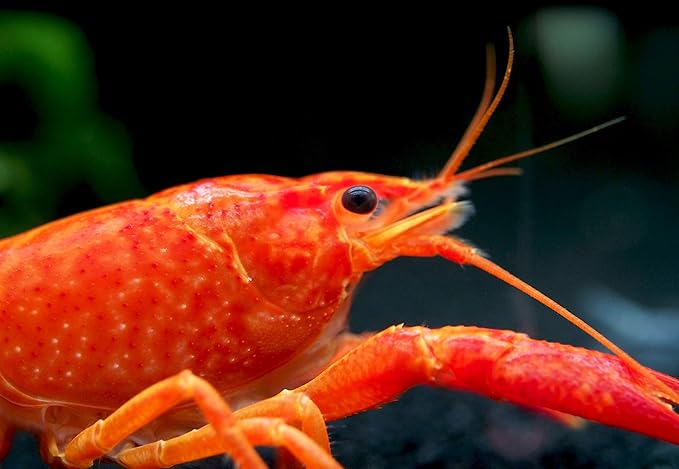 Aquatic Arts Neon Red Crayfish (Male / Female Pair) | Live Freshwater Aquarium Lobster / Crawfish / Crawdad / Real Living Fish Tank Pet