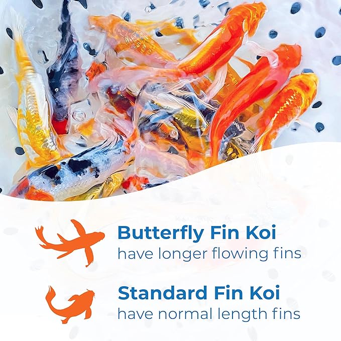 Toledo Goldfish Butterfly Fin Koi, Variety of Colors and Patterns - Perfect for Ponds or Aquariums - 3-4 Inches, 20 Count