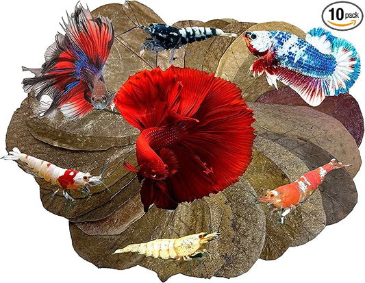 Awesome Aquatic Betta Shrimp Leaves 30 4"-6" Premium Catappa Indian Almond Leaves Aquarium Fish Shrimp Betta Tanks Blackwater Habitat Health Color Natural Habitat Tannin Improves Immunity