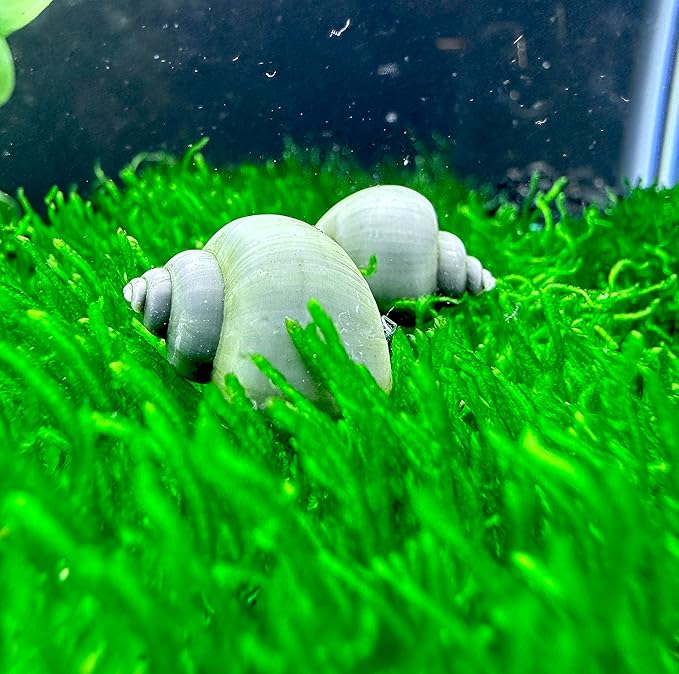 Mystery Snails 3 Pack (Pomacea Bridgesii) Large Mix Colors - Live Aquarium Freshwater Snails