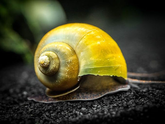 Aquatic Arts 20 Live Olive Jade Mystery Snails | Freshwater Species | Real Living Aquarium Glass Clearer | Nano Tank Decorations