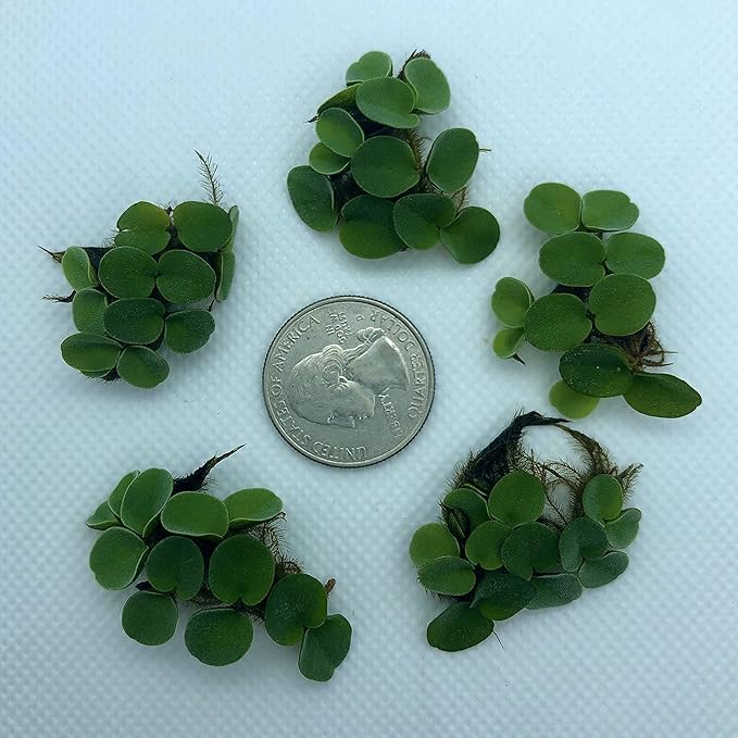50+ Leaves Velvet Water Spangles (+Mystery Plant) Live Aquatic Floating Plant for Aquarium (salvinia cucullata) by Aquarigram