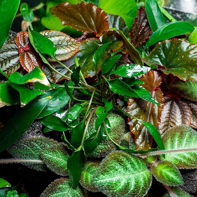 SubstrateSource Cryptocoryne Live Aquarium Plants - Freshwater Plant for Aquariums, Planted Fish Tanks - Beginner Friendly (Undulatus Hybrid, 1 Pot (3-5 Plants))
