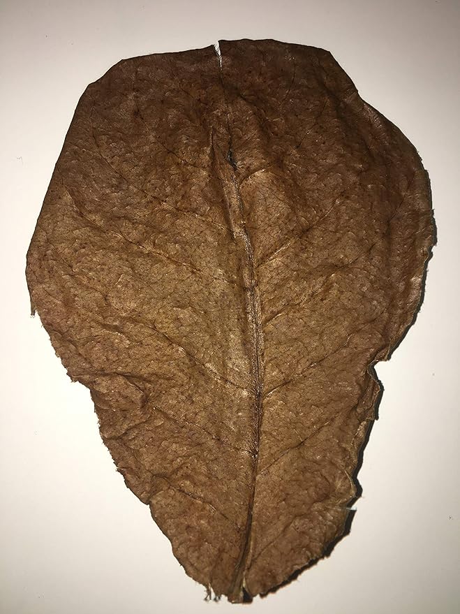 Awesome Aquatic Betta & Shrimp Leaves 50 4"-6" Premium Catappa Indian Almond Leaves Natural Habitat Tannin Producing Improves Immunity, Easy to USE