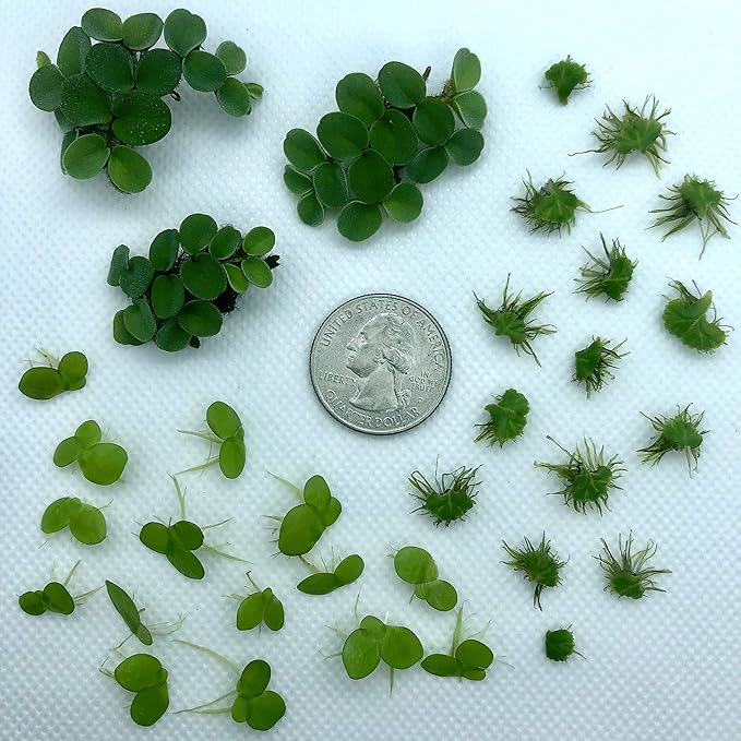 Aquarigram Rare Floating Plant Combo (Velvet Water Spangles, Riccia Water Spangles, Giant Duckweed) + Invisible Feeding Ring
