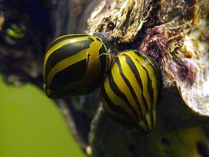 Aquatic Arts 3 Live Zebra Nerite Snails | Substrate Clearer/Aquarium Filter | Safe in Freshwater Tetra/Guppy/Betta Fish Tanks