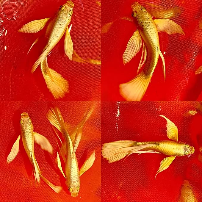 D&A Tropical Live Fish - Full Gold 24K Ribbons Guppy Live Fish for Aquariums, Freshwater (1 Trio 1 Male, 2 Female)