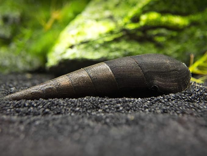 Aquatic Arts 5 Live Black Devil Spike Snails | Aquarium Background Accessories | Tetra / Betta Fish Tank Safe