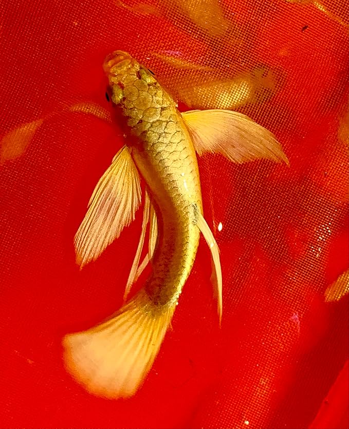 D&A Tropical Live Fish - Full Gold 24K Ribbons Guppy Live Fish for Aquariums, Freshwater (1 Trio 1 Male, 2 Female)