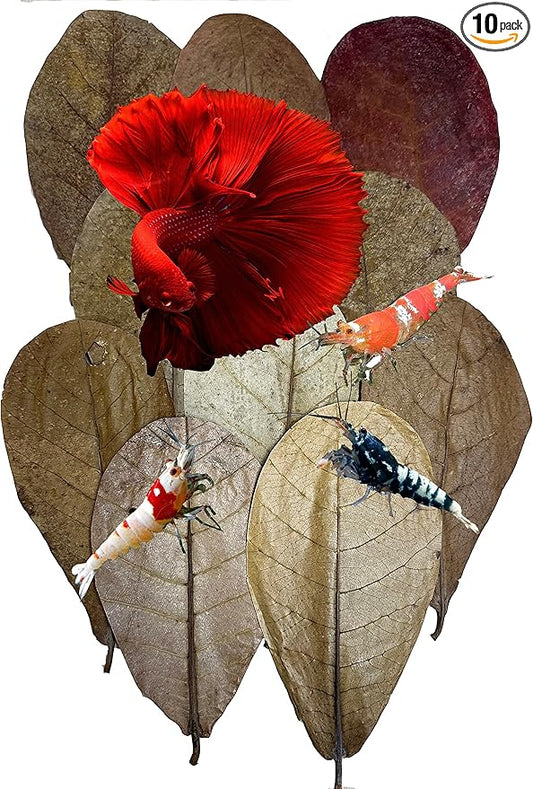 Awesome Aquatic Betta Shrimp Leaves 10 4"-6" Premium Catappa Indian Almond Leaves Aquarium Fish Shrimp Betta Tanks Blackwater Habitat Health Color Natural Habitat Tannin Improves Immunity