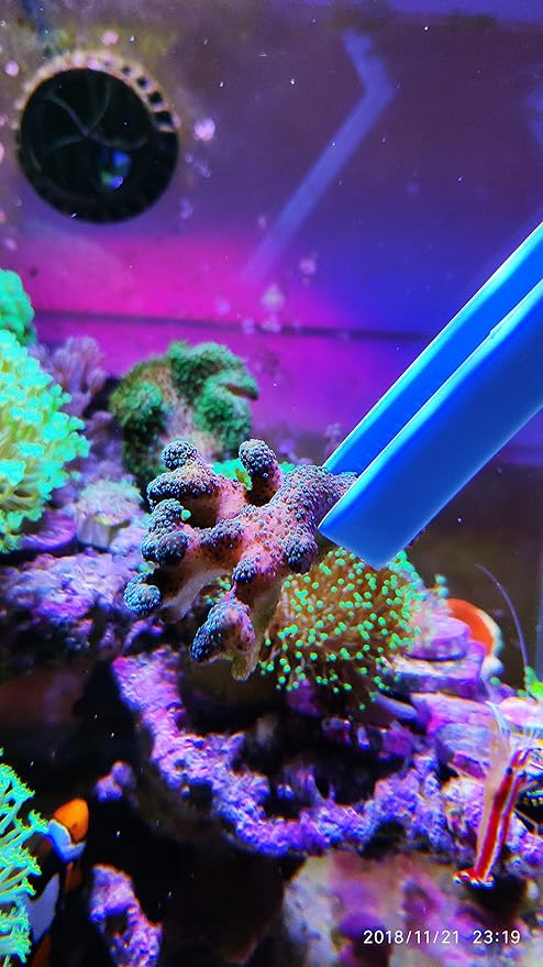 Aquarium Choice Coral Feeder Syringe - 11.8 Inch Reef Tweezers, Never Rusts, Fish Excreta Cleaner