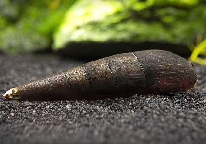 Aquatic Arts 5 Live Black Devil Spike Snails | Aquarium Background Accessories | Tetra / Betta Fish Tank Safe