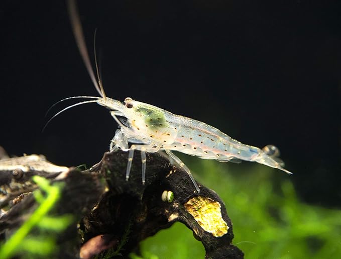 Aquatic Arts 20 Amano Shrimp | Live Freshwater Aquarium Clearer | Real Living Nano Fish Kit | Natural Glass Clearing Dwarf Caridina | Live Shrimp