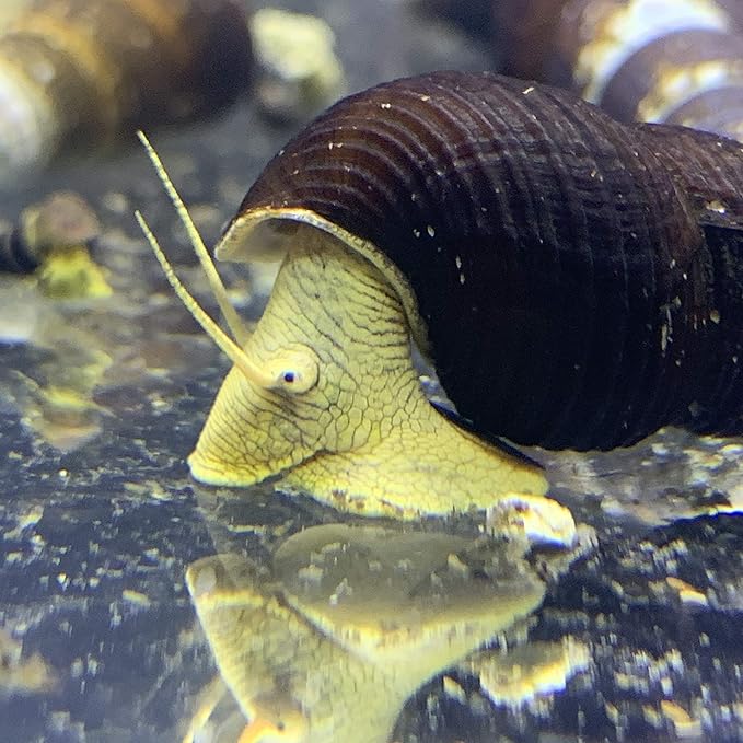 Generic Yellow Sulawesi Rabbit Snails x2 (Big) (Tylomelania Sarasinorum) - Sulawesi Freshwater Snail