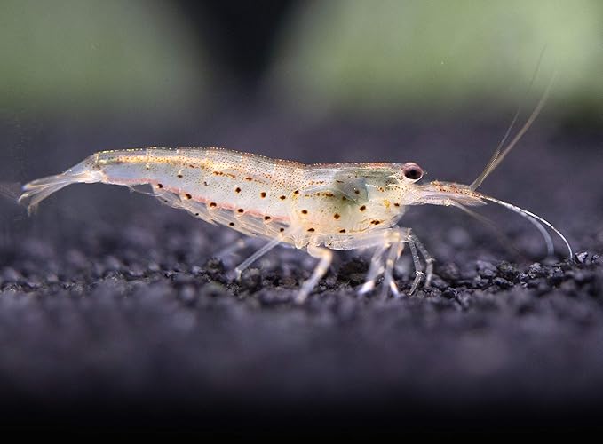 Aquatic Arts 5 Amano Shrimp | Live Freshwater Aquarium Clearer | Real Living Nano Fish Kit | Natural Glass Clearing Dwarf Caridina | Live Shrimp