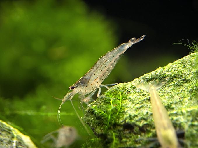 Aquatic Arts 20 Amano Shrimp | Live Freshwater Aquarium Clearer | Real Living Nano Fish Kit | Natural Glass Clearing Dwarf Caridina | Live Shrimp