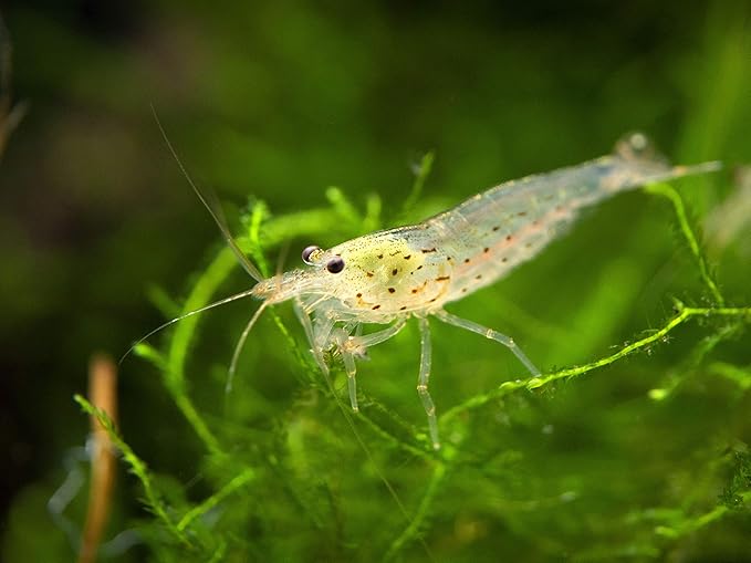Aquatic Arts 20 Amano Shrimp | Live Freshwater Aquarium Clearer | Real Living Nano Fish Kit | Natural Glass Clearing Dwarf Caridina | Live Shrimp