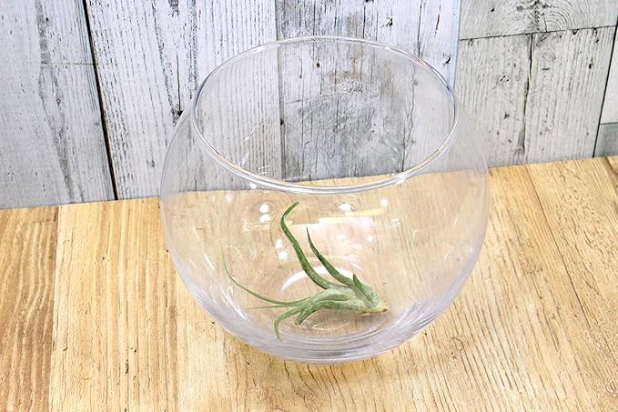 New Terrarium House Plants Interior Aquarium Fish Bowl Vase Bubble Ball L H 6.3 x Diameter 7.1 inches (16 cm) x Diameter 7.1 inches (18 cm)