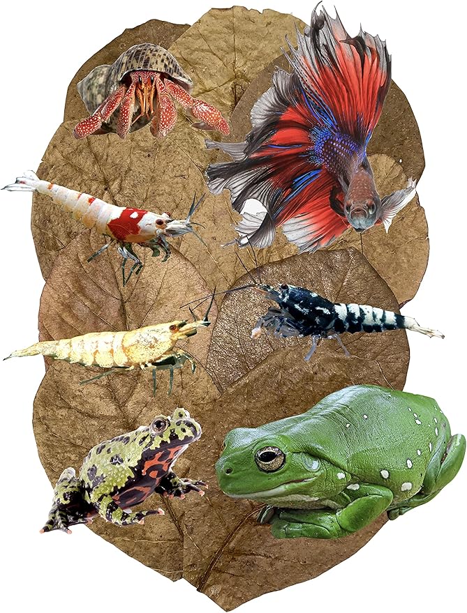 Awesome Aquatic Betta Shrimp Leaves 50 4"-6" Premium Catappa Indian Almond Leaves Aquarium Fish Shrimp Betta Tanks Blackwater Habitat Health Color Natural Habitat Tannin Improves Immunity