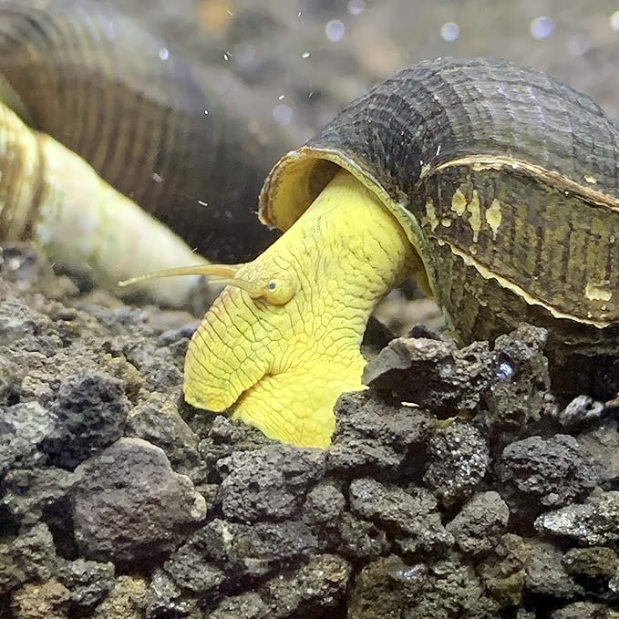 Generic Yellow Sulawesi Rabbit Snails x2 (Big) (Tylomelania Sarasinorum) - Sulawesi Freshwater Snail