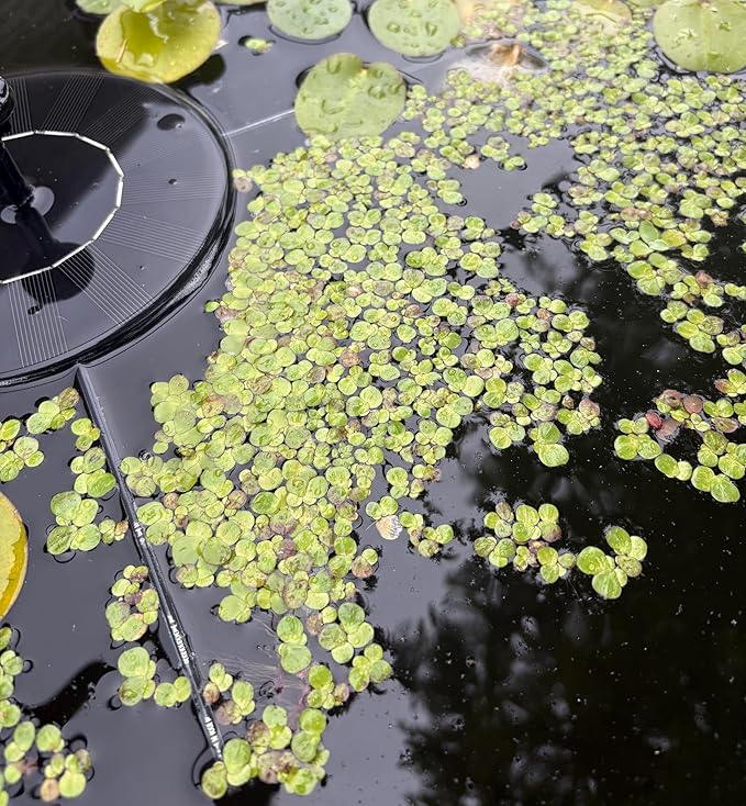 60+ Live Giant Duckweed Plants, Spirodela Polyrhiza, Floating Plants for Pond, Aquarium