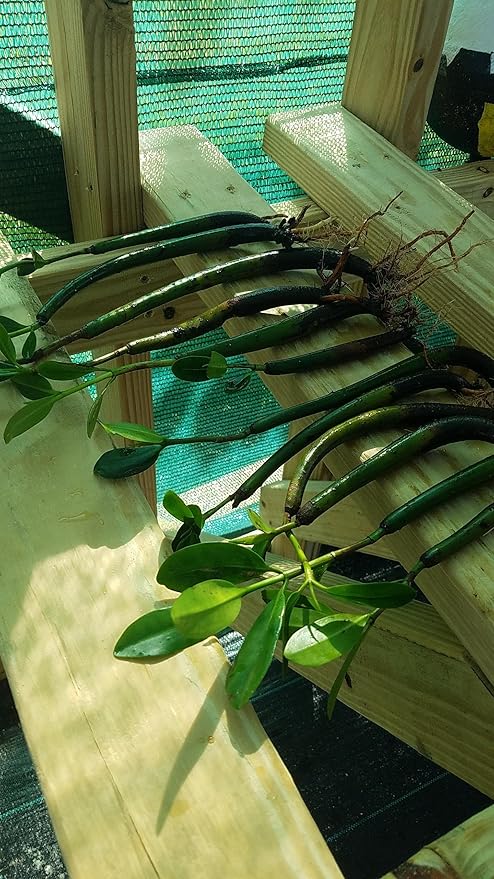 10 RED MANGROVE SEEDLINGS The plants that are pictured are exactly what you will receive, and are only grown by Mangroves and more nursery, not any other seller.
