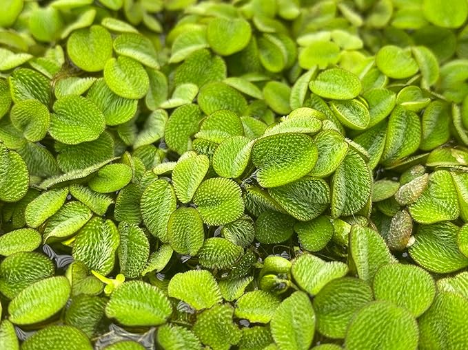 Salvinia Minima 65 + Leaves Live Floating Pond Aquarium Plant Freshwater Tanks Ponds Aquascapes Water Gardens Natural Water Filtration Purifier Easy Care Fast Growing Natural Shade Cover Betta Shrimp