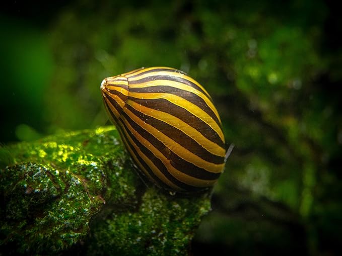 Aquatic Arts 5 Live Zebra Nerite Snails | Aquarium Substrate Clearer/Nano Tank Filter | Safe with Betta/Tetra/Guppy Fish