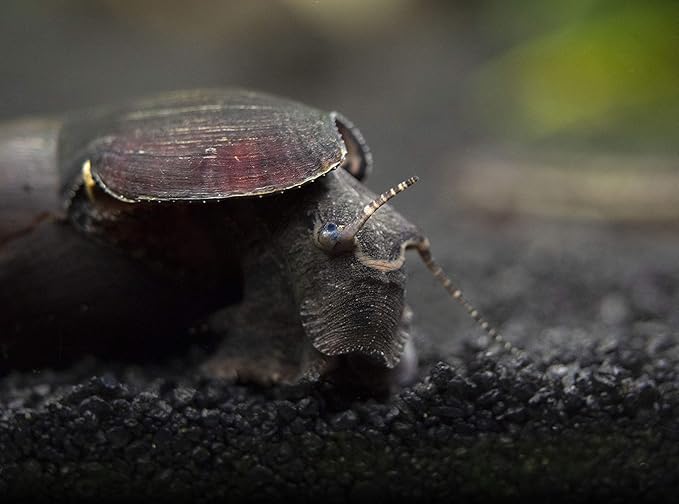 Aquatic Arts 3 Live Black Devil Spike Snails | Freshwater Fish Tank Washer | Tetra / Guppy / Betta Safe Snails for Aquariums