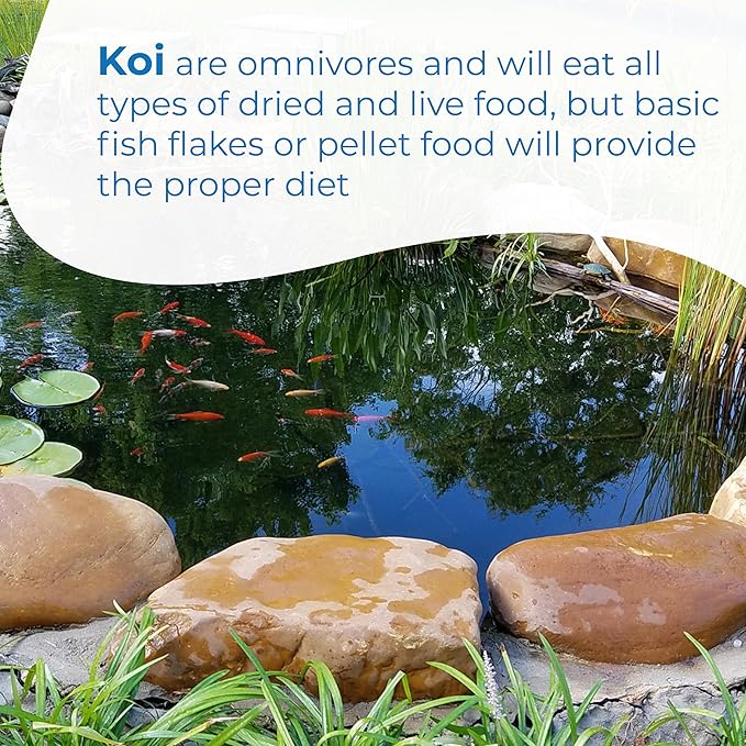 Toledo Goldfish Butterfly Fin Koi, Variety of Colors and Patterns - Perfect for Ponds or Aquariums - 4-5 Inches, 3 Count