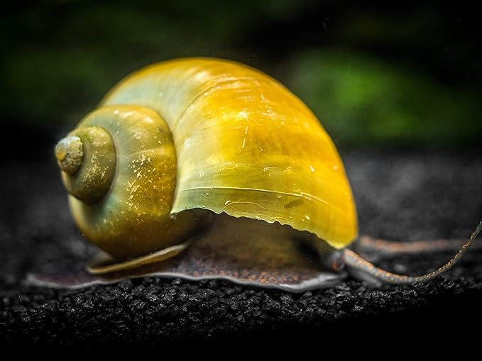 Aquatic Arts 20 Live Olive Jade Mystery Snails | Freshwater Species | Real Living Aquarium Glass Clearer | Nano Tank Decorations