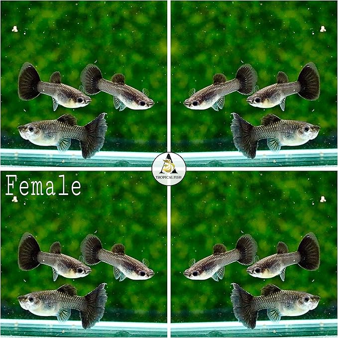 D&A Tropical Live Fish - Metal Black Guppy Live Fish, Female and Male Guppies for Aquariums, Freshwater (1 Trio (1male,2Female))