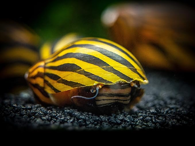 Aquatic Arts 20 Live Zebra Nerite Snails | Nano Aquarium Gravel Clearer/Filter/Scrubber | Freshwater Invertebrate/Fish Tank Decorations