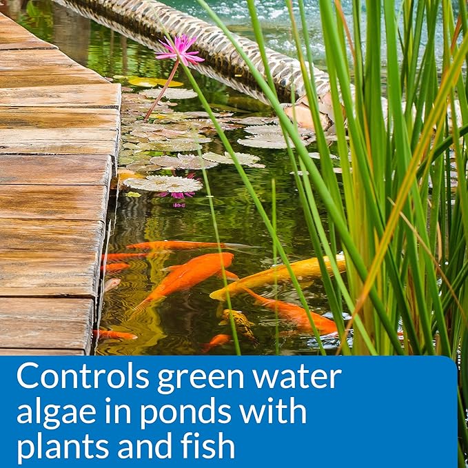 API PONDCARE MICROBIAL ALGAE CLEAN Biological Inhibitor of Green Water, Alternative approach to algae control, 16-Ounce Bottle