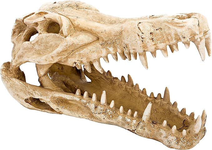 Penn-Plax Crocodile Skull Animal Resin Ornament, Safe for Saltwater and Freshwater Aquaruims (RR1065)