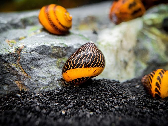 Aquatic Arts 1 Gold Racer Nerite Snail | Nano Aquarium Gravel Clearer/Filter | Freshwater Invertebrate/Fish Tank Decorations