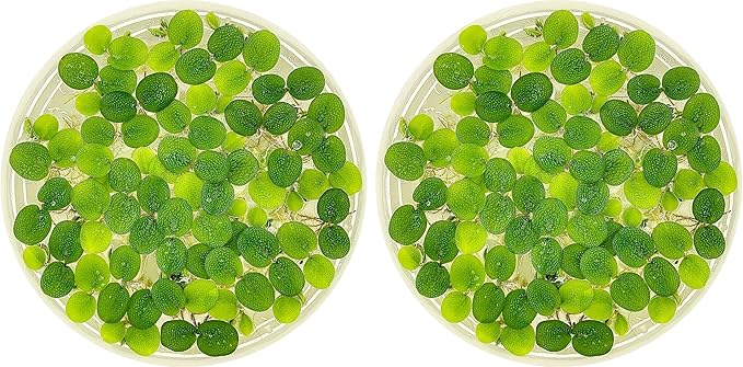 Water Spangle, Salvinia Minima, Live Aquarium/Aquatic/Freshwater/Floating/Pond Plant/Planted Tank/Aquascaping/Paludarium by Aquarium Plant Center (24 Plants, 120+ Leaves)